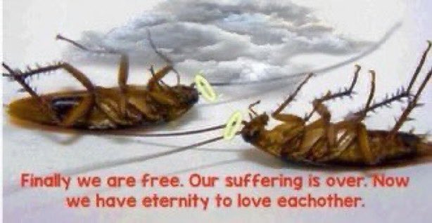 roach angels